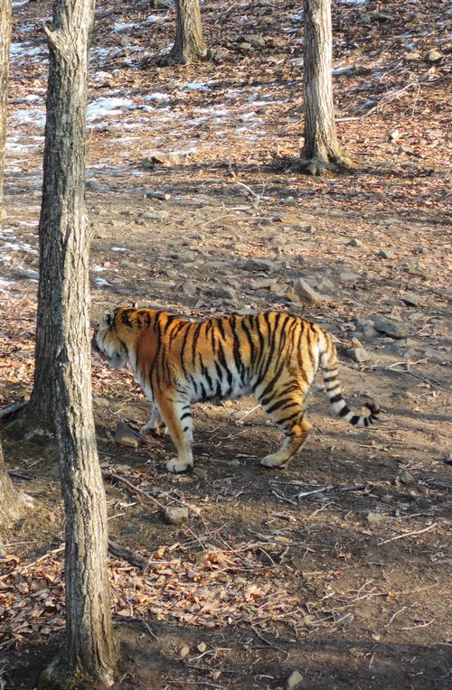 Тигрица Тайга в Приморском сафари-парке