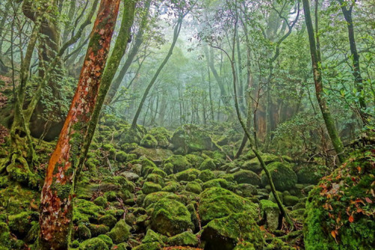  Леса острова Якусима, знакового места для Эйдзи Миякэ