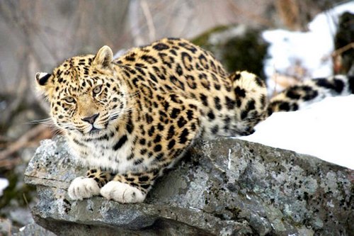 Леопард Лорд