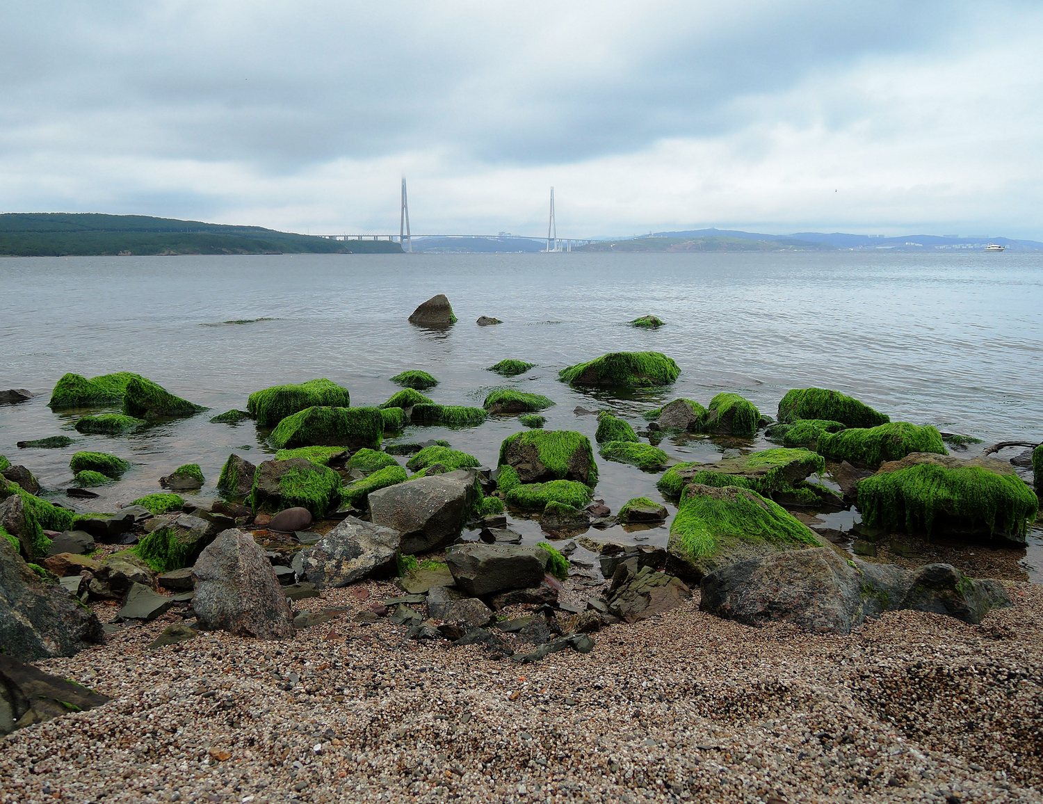  Остров Русский: Камни, покрытые водорослями. обнажились во время отлива