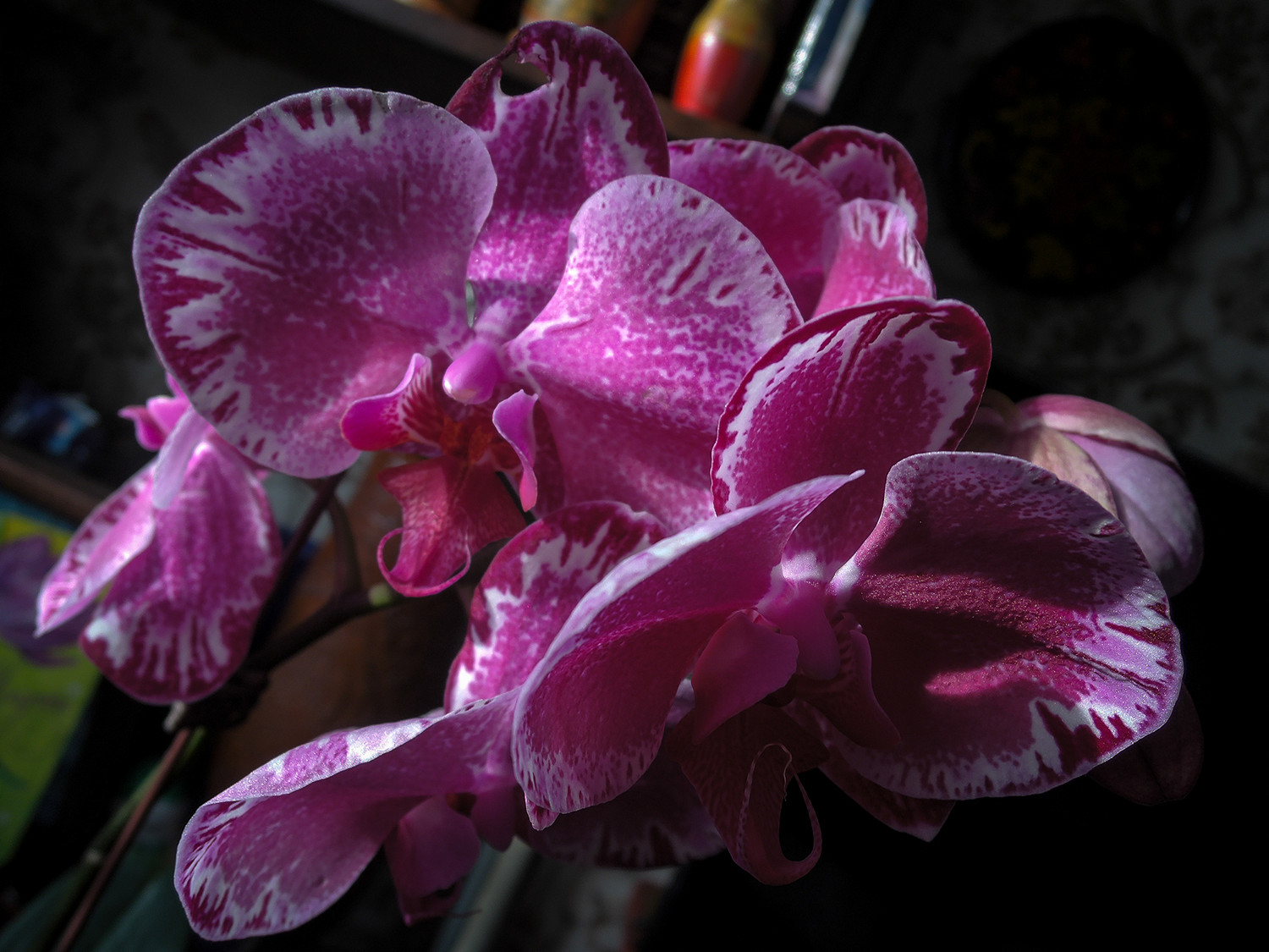  Орхидея — для Вас! 