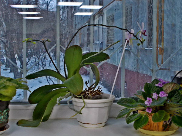  Цветущая орхидея на окне московской библиотеки